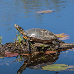 Turtle in pond